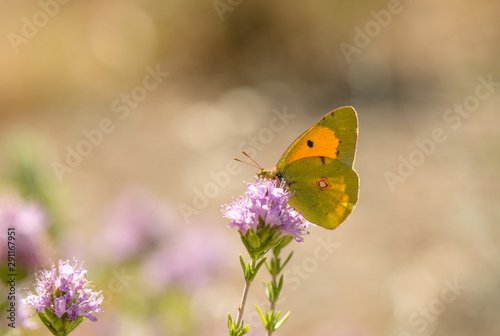 Dark Clouded Yellow or Common Clouded Yellow, butterfly, Colias croceus Spain. Andalusia © Pale.photography