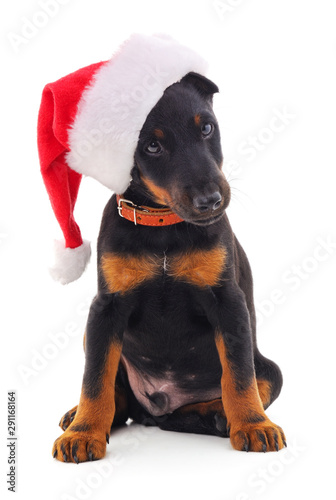 Dog in Christmas hat.