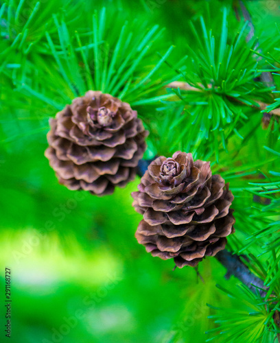 spruce branch with cones close-up