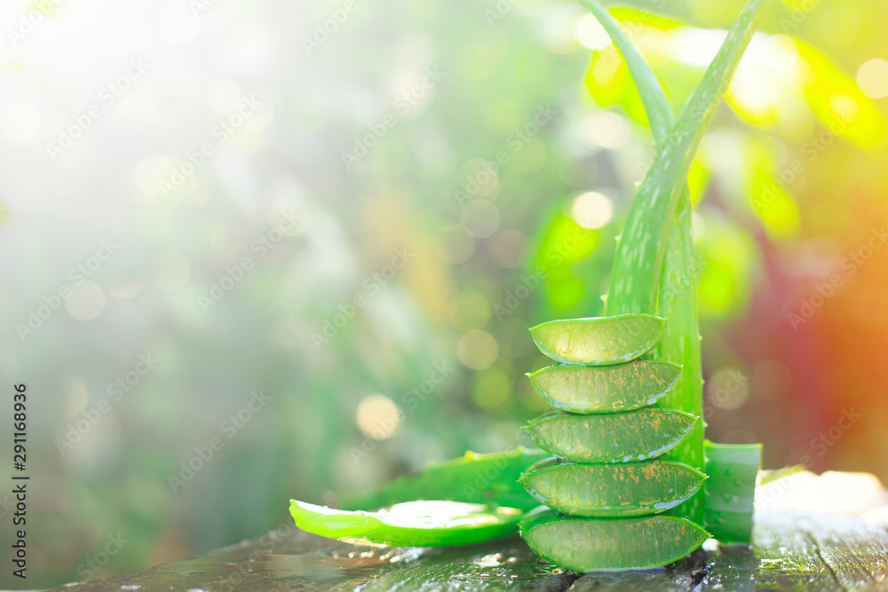 Fototapeta Slice Aloe Vera on wood, fresh aloe vera leaves, herbal medicine for skin care and hair care.