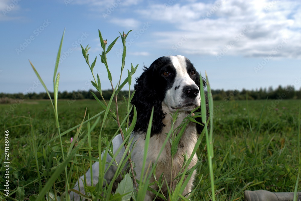 Russia, nature photos, Yaroslavl region, wildlife animals and plants. Russia, nature photos, Yaroslavl region, wildlife animals and plants.