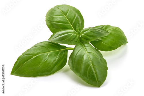 Fresh organic Basil Leaves, close-up, isolated on white background