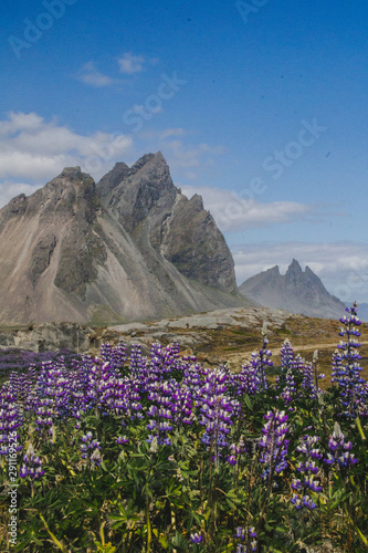 Beautiful scenic view of blooming lupine flowers at Stokksnes cape, Vestrahorn (Batman Mount), Iceland, Europe. Popular tourist natural attraction. © Dajahof