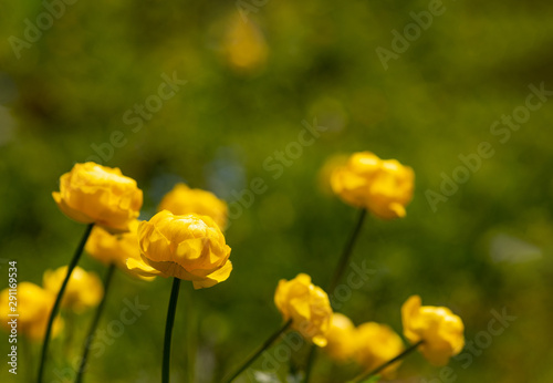 Globeflower  Trollius europaeus  close up