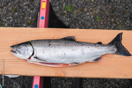 sliver salmon coho