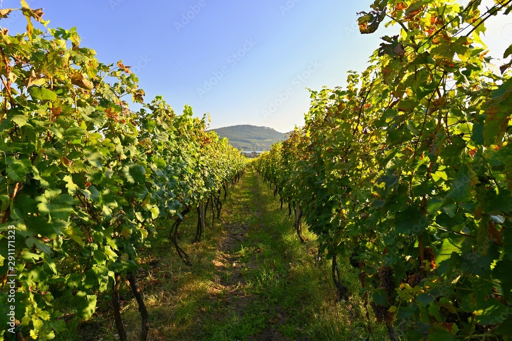 Grapes in the vineyard. Beautiful natural colorful background with wine.