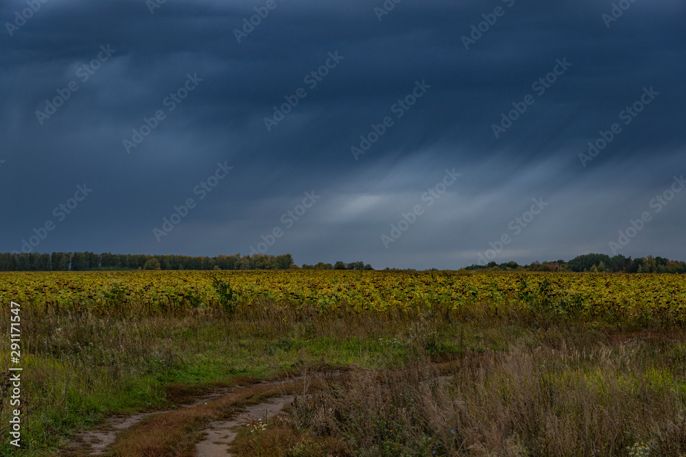 nature, landscape, beauty, early, autumn, cloudy, day, sky, clouds, space, distance, horizon, field, ripe, sunflowers, trees, grass, road, turn, bad weather, bad weather, element, wind, rain, rest, wa nature, landscape, beauty, early, autumn, cloudy, day, sky, clouds, space, distance, horizon, field, ripe, sunflowers, trees, grass, road, turn, bad weather, bad weather, element, wind, rain, rest, wa