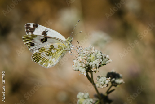 Bath White, Pontia daplidice butterfly on sage plant, Andalusia, Spain photo