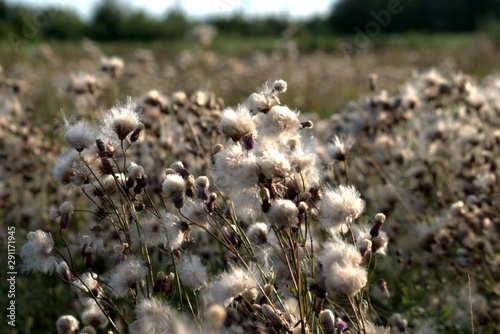  Russia, Yaroslavl region, private aprk of wild animals. photo