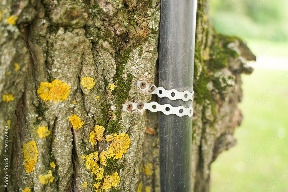 old tree with nailed urban pipe, in which hidden wires electricity. the concept of convenience to people and death to trees. old tree with nailed urban pipe, in which hidden wires electricity. the concept of convenience to people and death to trees.