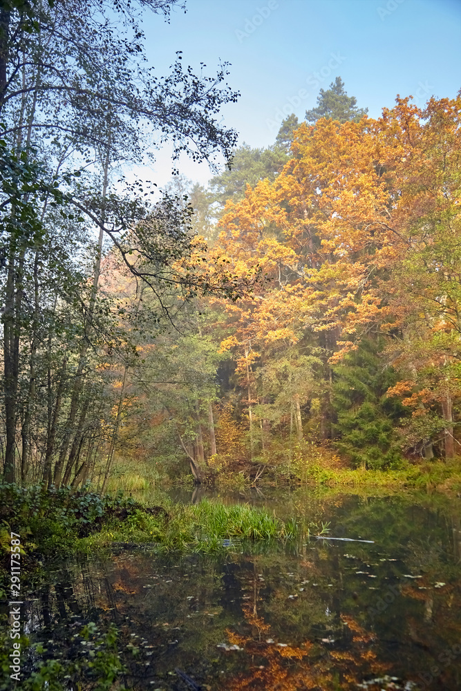 Autumn forest with yellow foliage. Trunks and tree crowns. Sunny morning landscape. Beautiful nature in Belarus. Branch of trees with colorful leaves