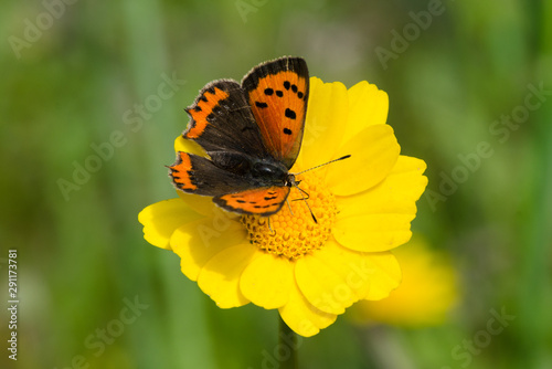 Small copper, butterfly (Lycaena phlaeas), Andalucia, Spain. © Pale.photography