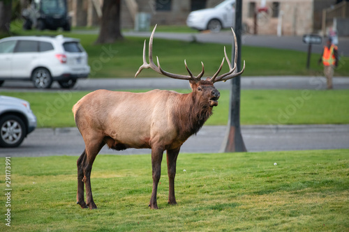 elk in Mammouth Hot Springs, Yellowstone National Park photo