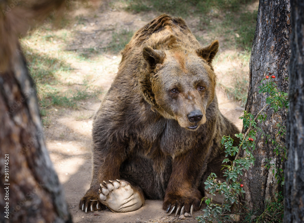Obraz premium A brown bear in the forest. Big Brown Bear. Bear sits on a rock. Ursus arctos.