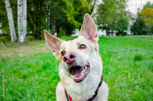 The energetic thirteen year old half-breed dog is looking up. How to protect your dog from overheating. Dog is getting thirsty. The funny face.