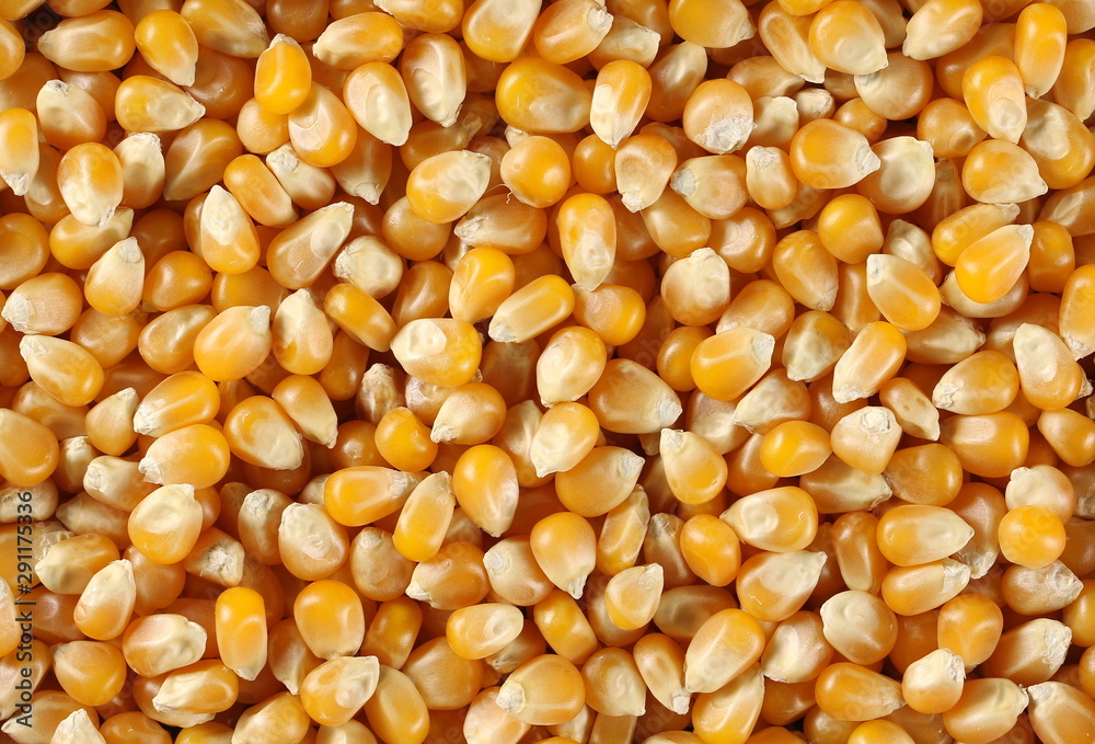 Yellow grain corn background and texture, for popcorn Yellow grain corn background and texture, for popcorn