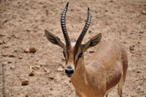 impala in africa