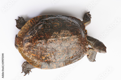 Brown land turtle above top view