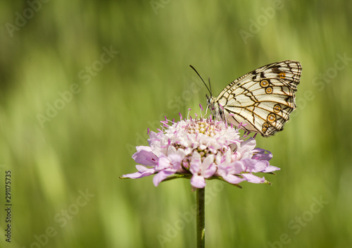 Spanish marbled white, Melanargia ines, . Andalusia, Spain. © Pale.photography
