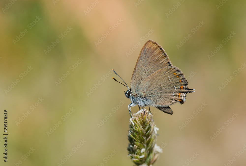 Obraz premium False Ilex Hairstreak, butterfly (Satyrium esculi) basking in sun, Andalusia, Spain.