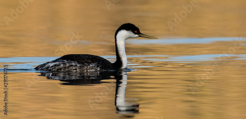 Western Grebe (Aechmophorus occidentalis) photo