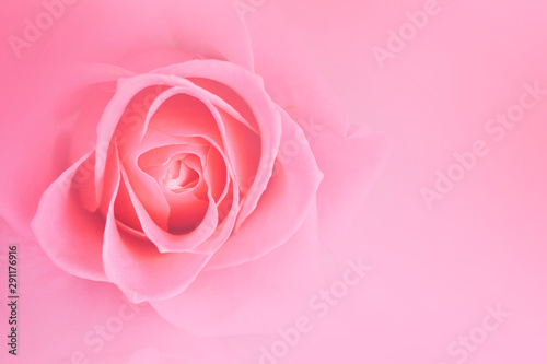  Pink roses blurred background