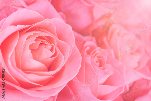  Pink roses blurred background