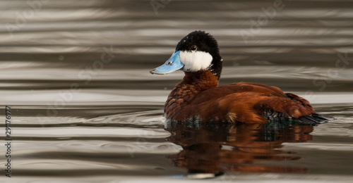 Ruddy Duck (Oxyura jamaicensis)