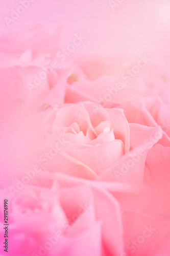 Pink roses blurred background