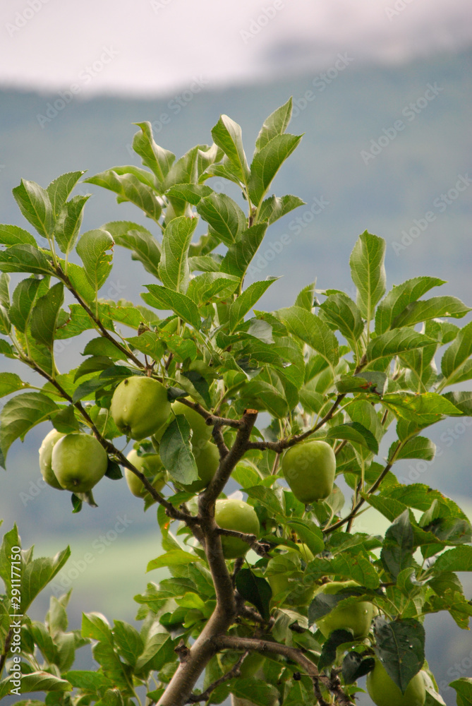 apple trees in italian Alto Adige region
