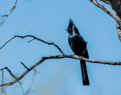 Phainopepla (Phainopepla nitens) photo