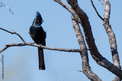 Phainopepla (Phainopepla nitens)