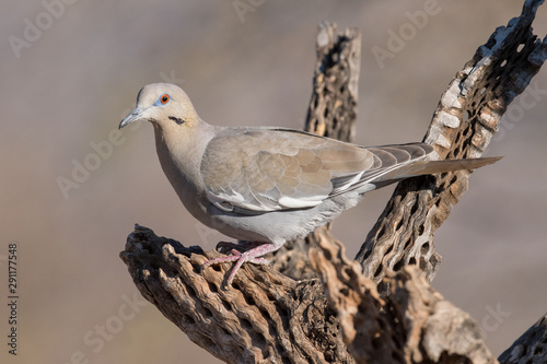White-winged Dove (Zenaida asiatica)