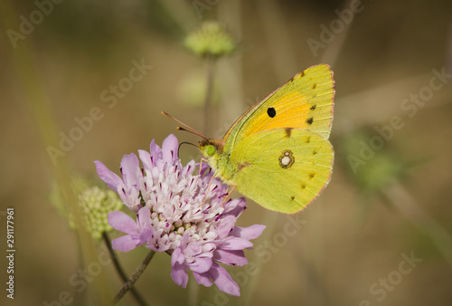 Dark Clouded Yellow or Common Clouded Yellow, butterfly, Colias croceus Spain. Andalusia
