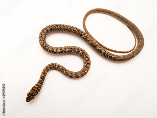 Coachwhip (Masticophis flagellum) Snake