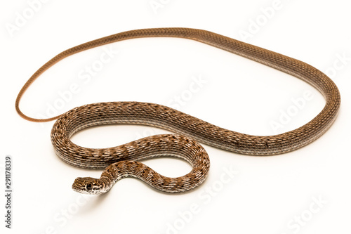 Coachwhip (Masticophis flagellum) Snake photo