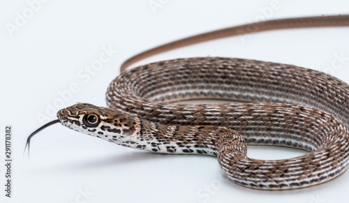 Coachwhip (Masticophis flagellum) Snake photo