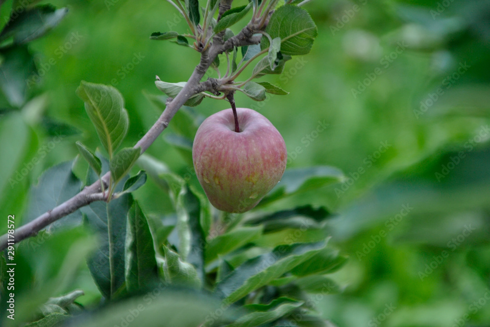 red apple trees in italian Alto Adige region red apple trees in italian Alto Adige region