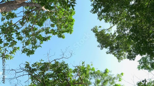 Looking Up at Blue Sky Through Trees, Trees Swaying in The Wind