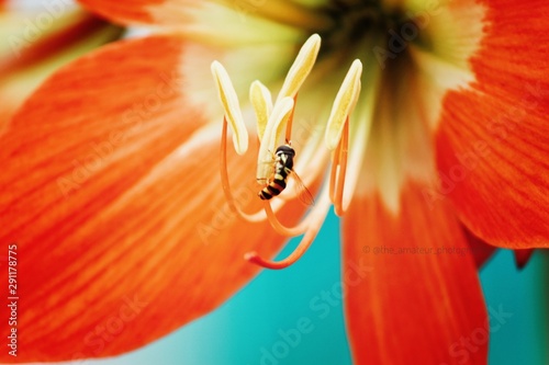 bee on flower