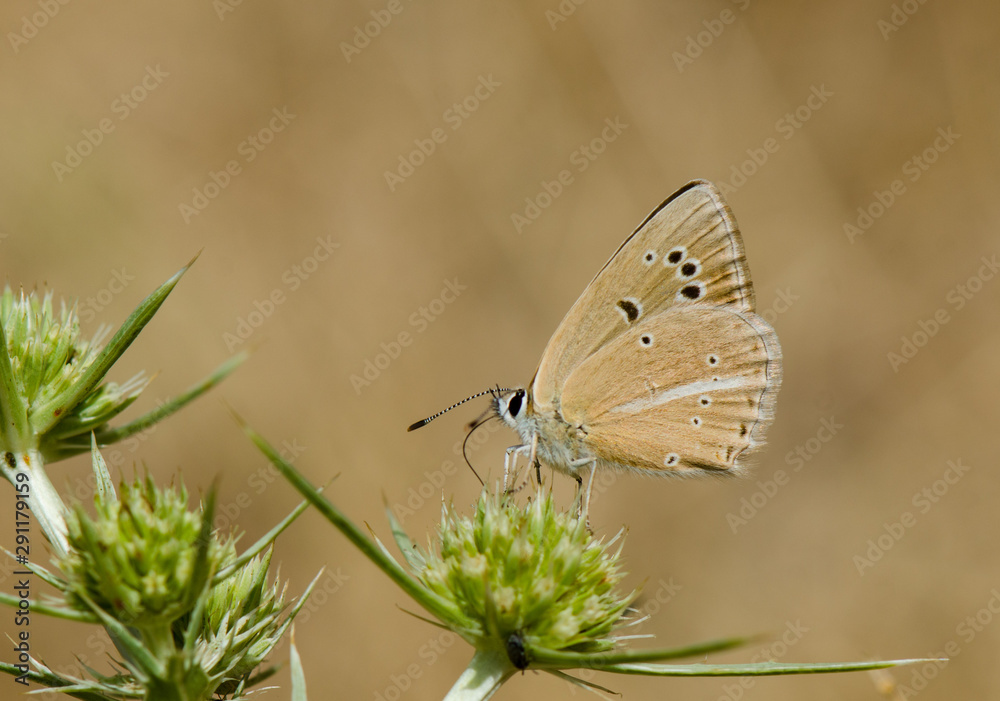 Fototapeta premium Andalusian anomalous blue, (polyommatus violetae) a rare butterfly found in Southern Spain.