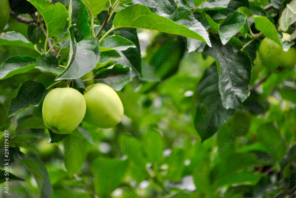 green apple trees in italian Alto Adige region