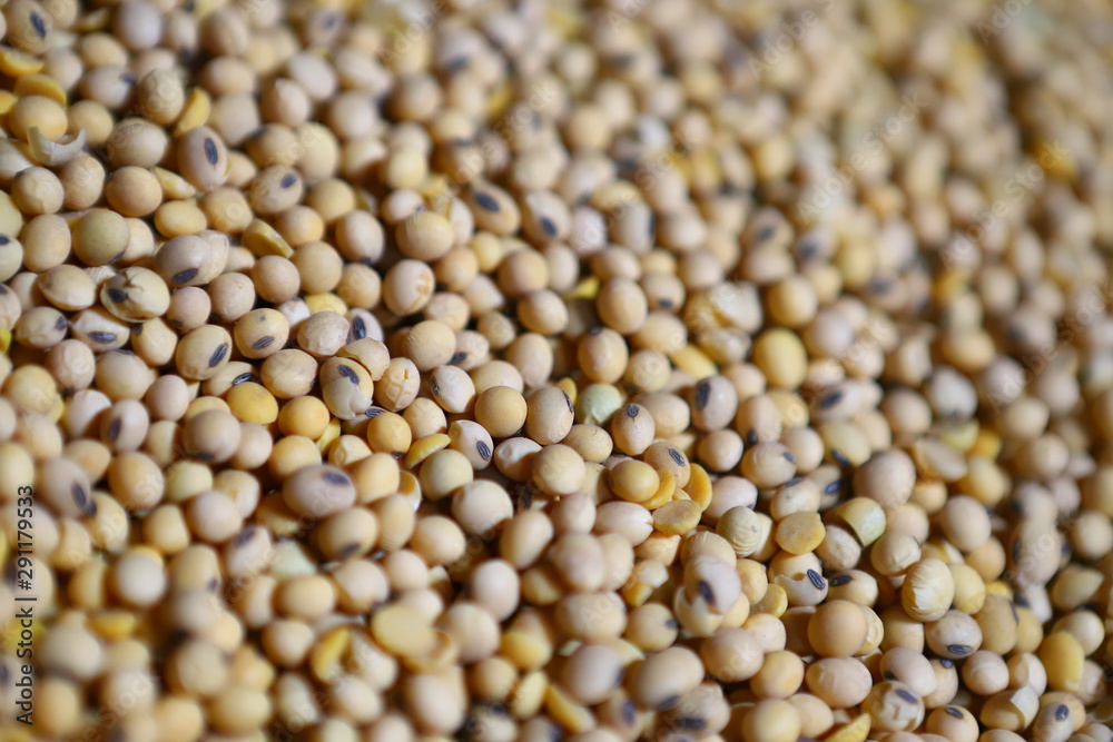 Soybean, dry yet untreated soybean, in the farmer's hangar Soybean, closeup. Open soy pods on the background of dry beans. Soybean, dry yet untreated soybean, in the farmer's hangar Soybean, closeup. Open soy pods on the background of dry beans.