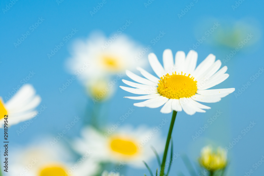 white daisies growing on summer meadow in morning sunlight white daisies growing on summer meadow in morning sunlight
