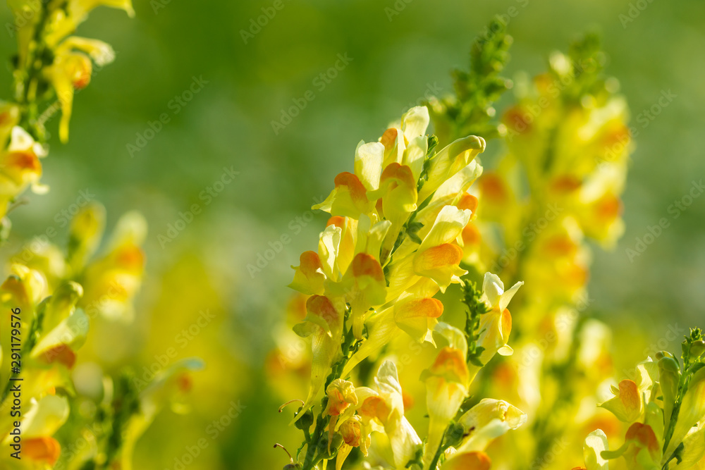beautiful yellow flowers in meadow on bright sunny day beautiful yellow flowers in meadow on bright sunny day