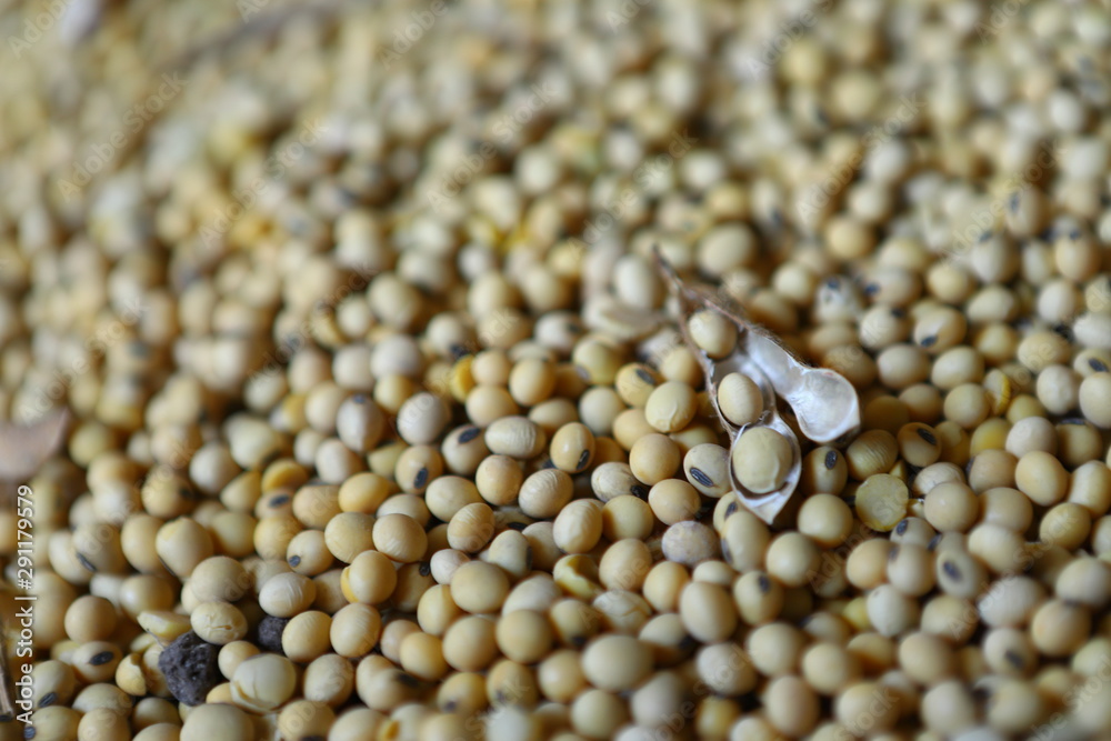 Soybean, dry yet untreated soybean, in the farmer's hangar Soybean, closeup. Open soy pods on the background of dry beans. Soybean, dry yet untreated soybean, in the farmer's hangar Soybean, closeup. Open soy pods on the background of dry beans.