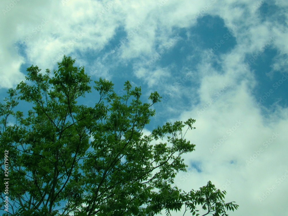 Obraz premium tree and blue sky