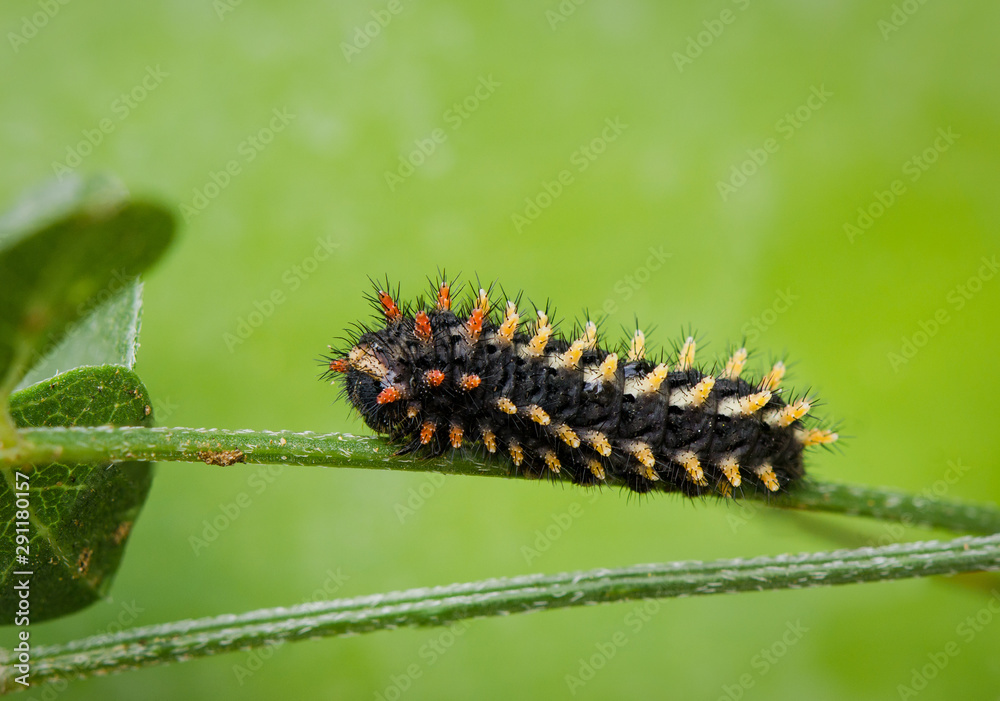 Caterpillar, larvae of Spanish festoon butterfly, Zerynthia rumina, Andalucia, Spain.