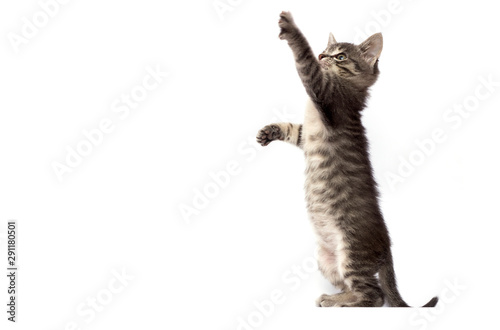 striped kitten stands on its hind legs