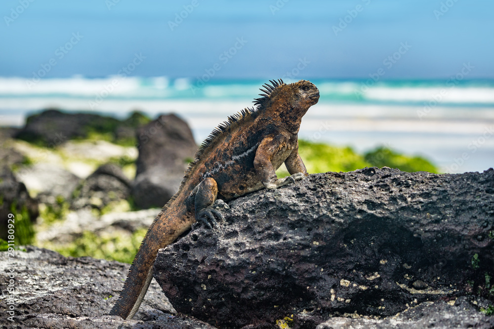 Obraz premium Galapagos Iguana heating itself in the sun resting on rock on Tortuga bay beach, Santa Cruz Island. Marine iguana is an endemic species in Galapagos Islands Animals, wildlife and nature of Ecuador.
